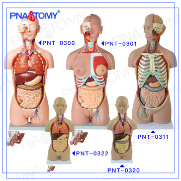 PNT-0322cc Plastic Human Torso body Modelo anatómico